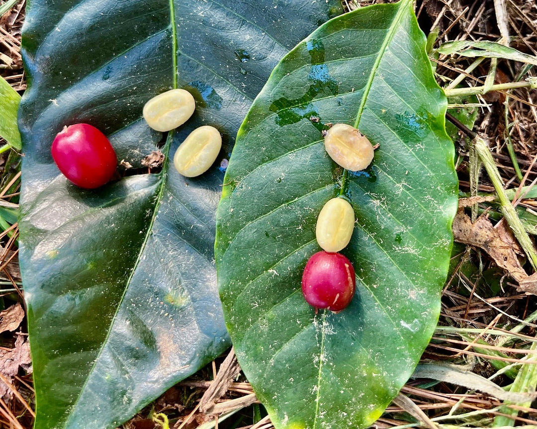 Understanding Coffee: From Cherry to Cup - 112 Coffee Roastery