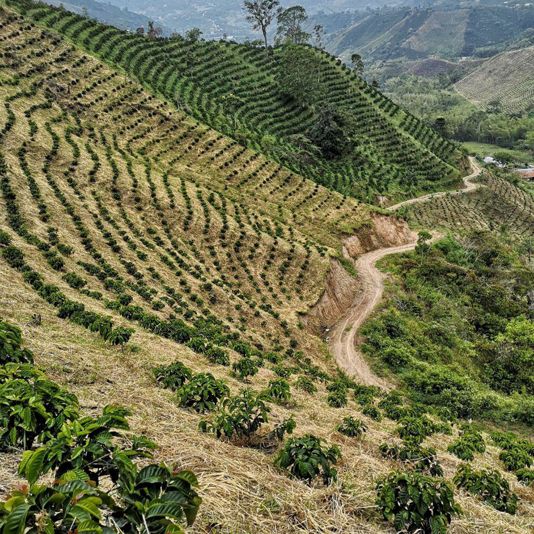 Columbia Monteblanco Cafea de Specialitate