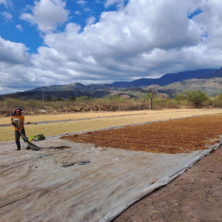 Honduras Caviflor Cafea de Specialitate