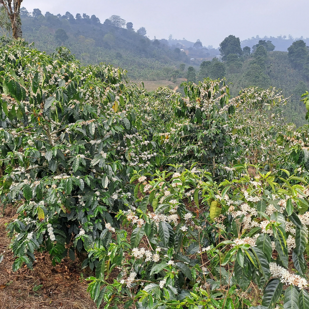 Honduras El Jardin Cafea de Specialitate
