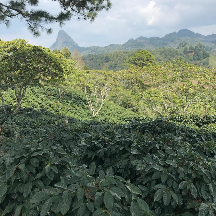 Honduras Matazano Cafea de Specialitate