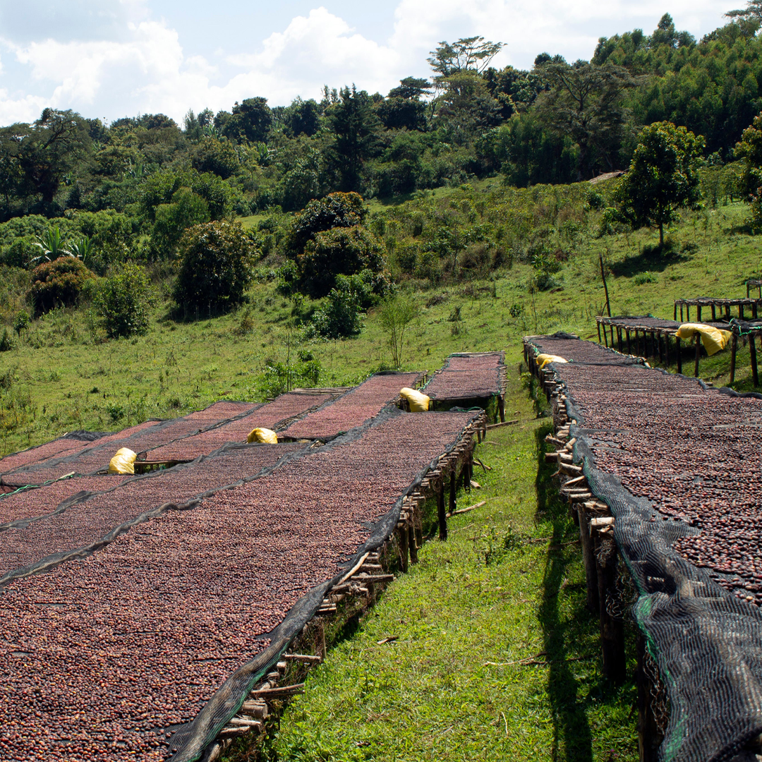 Capsule Etiopia – Decofeinizată 10 buc. Nespresso compatibile Cafea de Specialitate