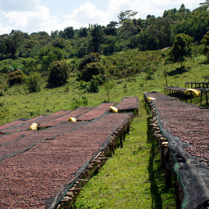 Capsule Etiopia – Decofeinizată 10 buc. Nespresso compatibile Cafea de Specialitate