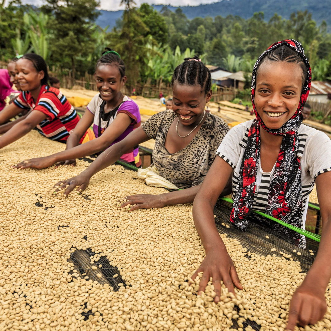 Ethiopia Sidamo 2 Cafea de Specialitate