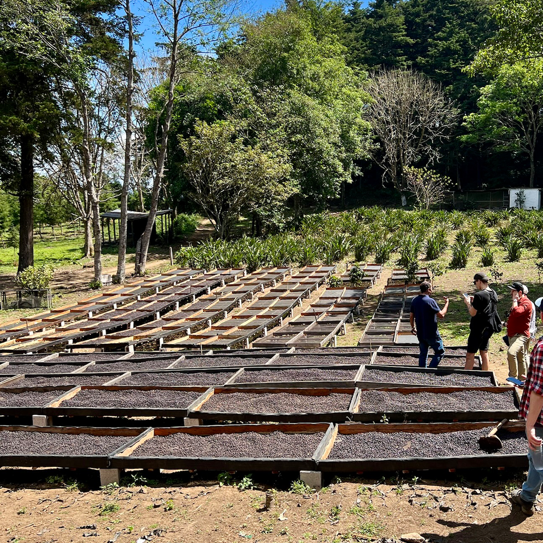 Transylvanian Blend Cafea de specialitate