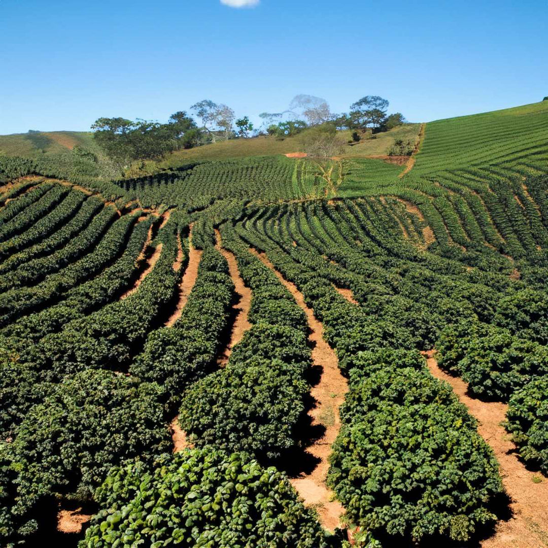 Brazilia Diamond – 1Kg. - 112 Coffee Roastery