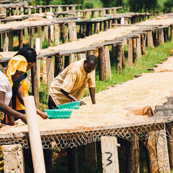 Burundi Nyagishiru & Busasa Cafea de Specialitate