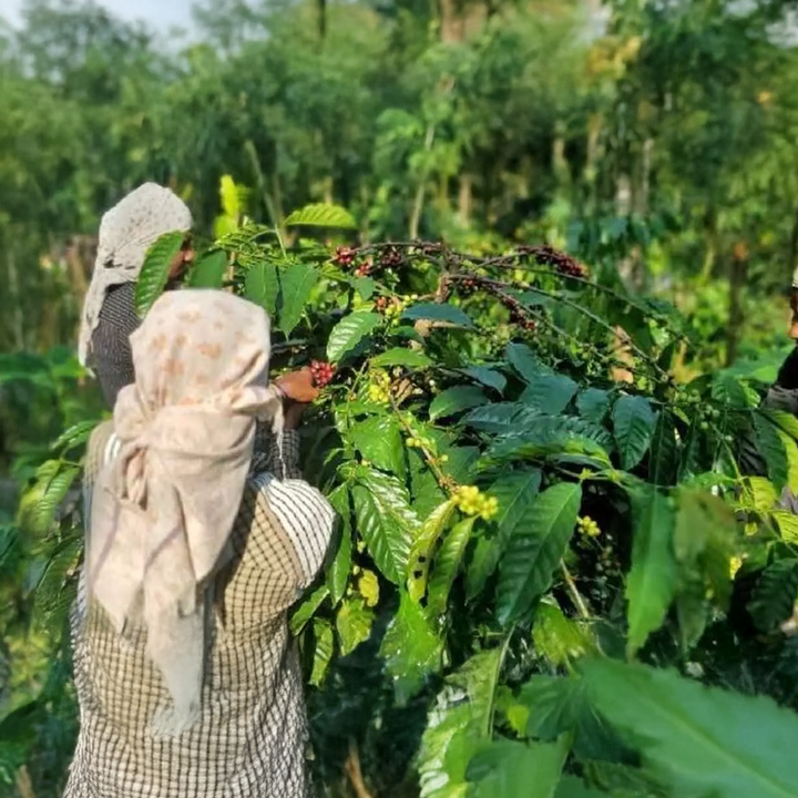 Carpathian Blend arabica/robusta Cafea de Specialitate