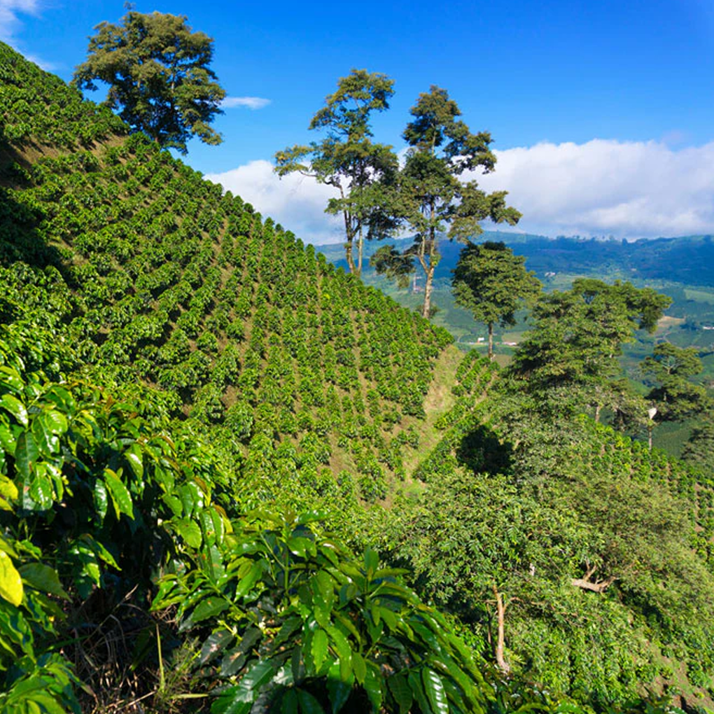 Columbia Medellin Cafea de Specialitate