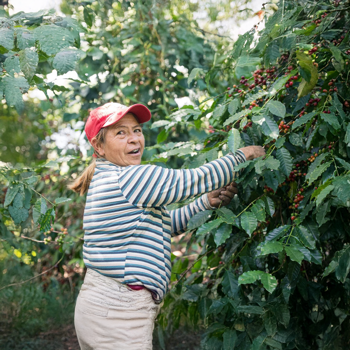 El Salvador Hacienda Dorada Cafea de Specialitate