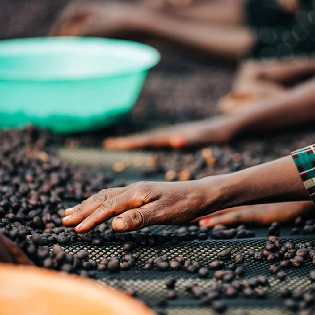 Ethiopia Boledu Cafea de Specialitate