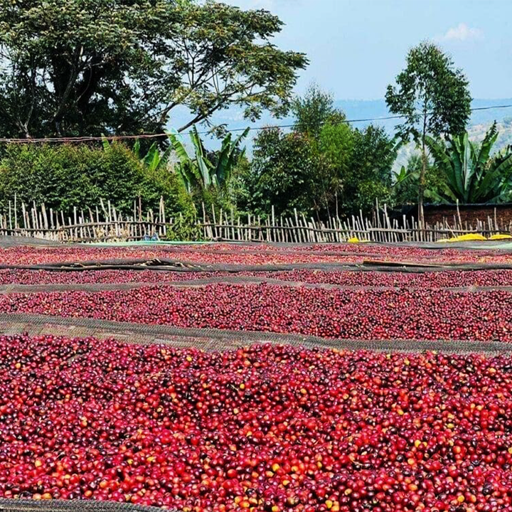 Ethiopia Guji - Hambela Cafea de Specialitate