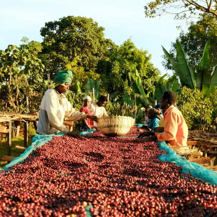 Ethiopia Guji - Hambela Cafea de Specialitate