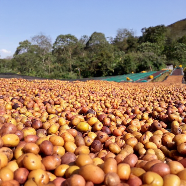 Ethiopia Guji Uraga Cafea de Specialitate