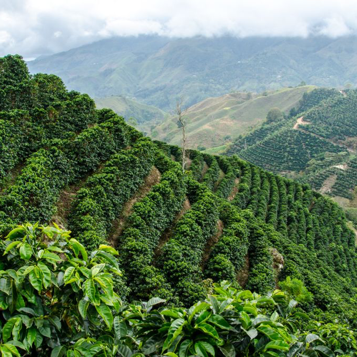 Costa Rica Marespi Cafea de Specialitate