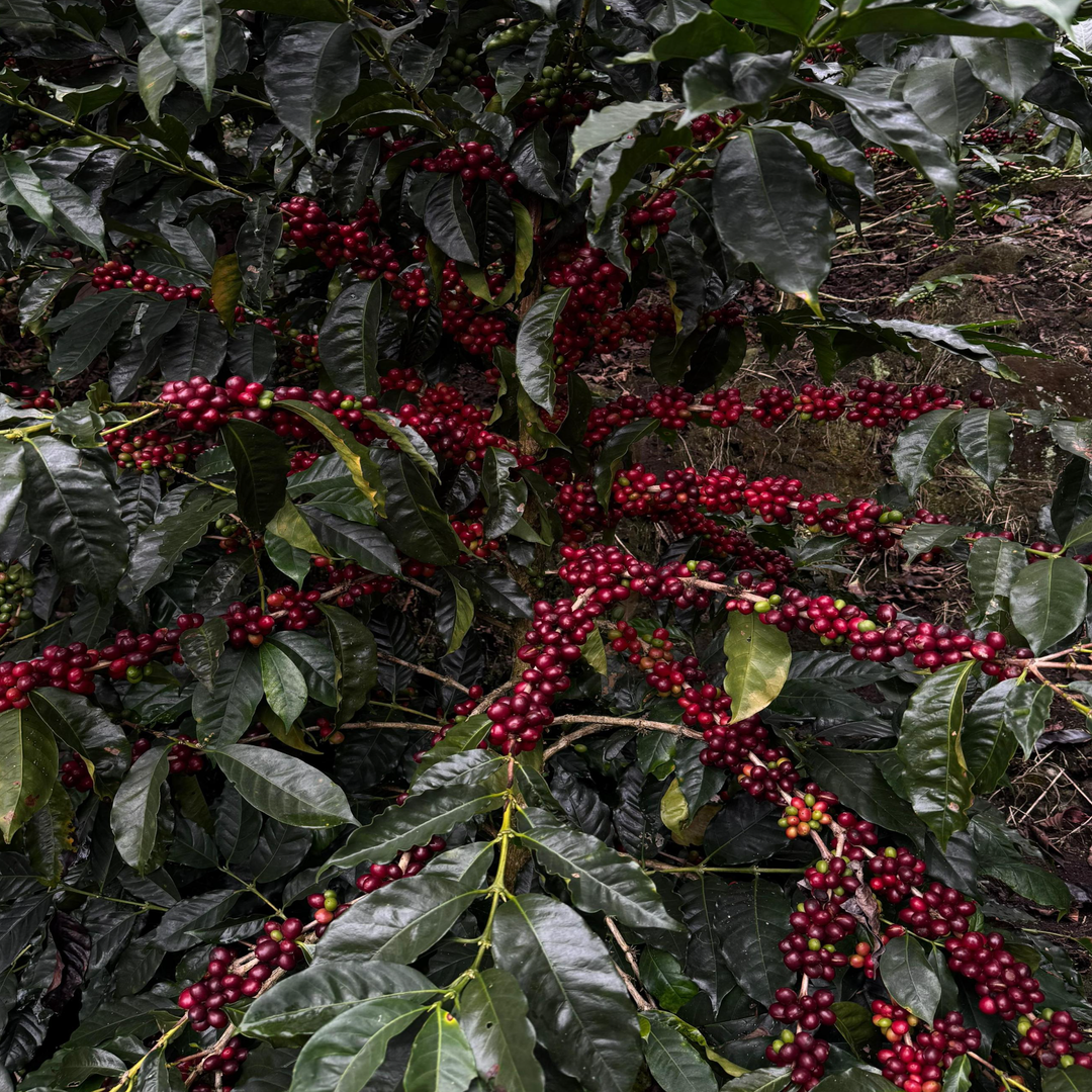 Costa Rica La Catarata Cafea de Specialitate