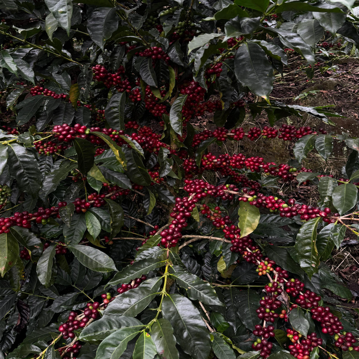 Costa Rica La Catarata Cafea de Specialitate