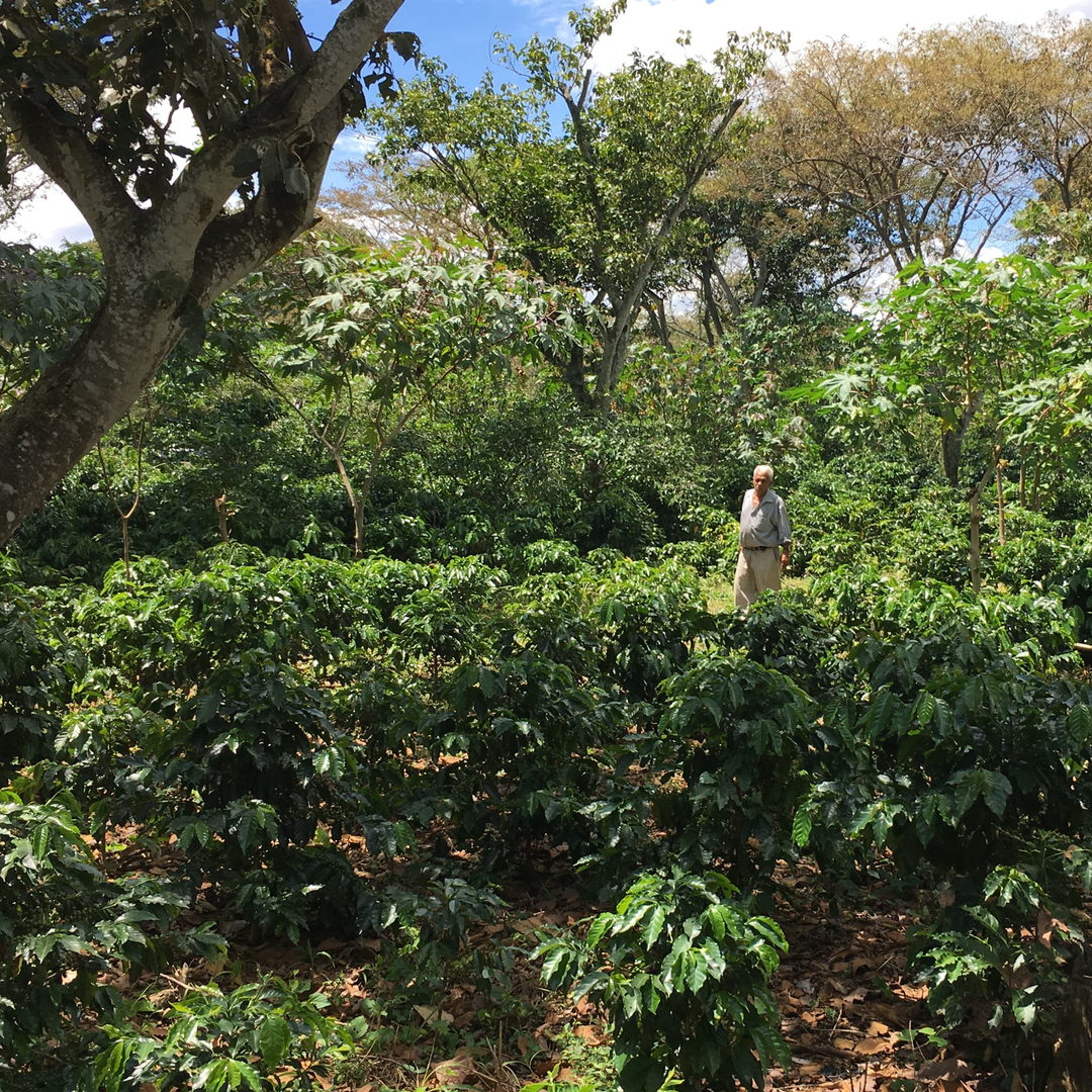 El Salvador Las Marias Cafea de Specialitate