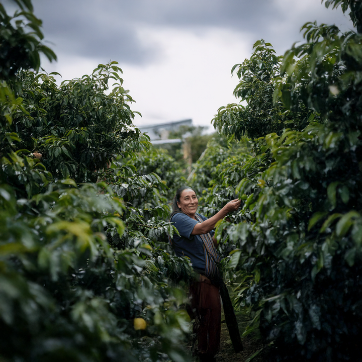 Peru Tres Mosqueteros Cafea de Specialitate