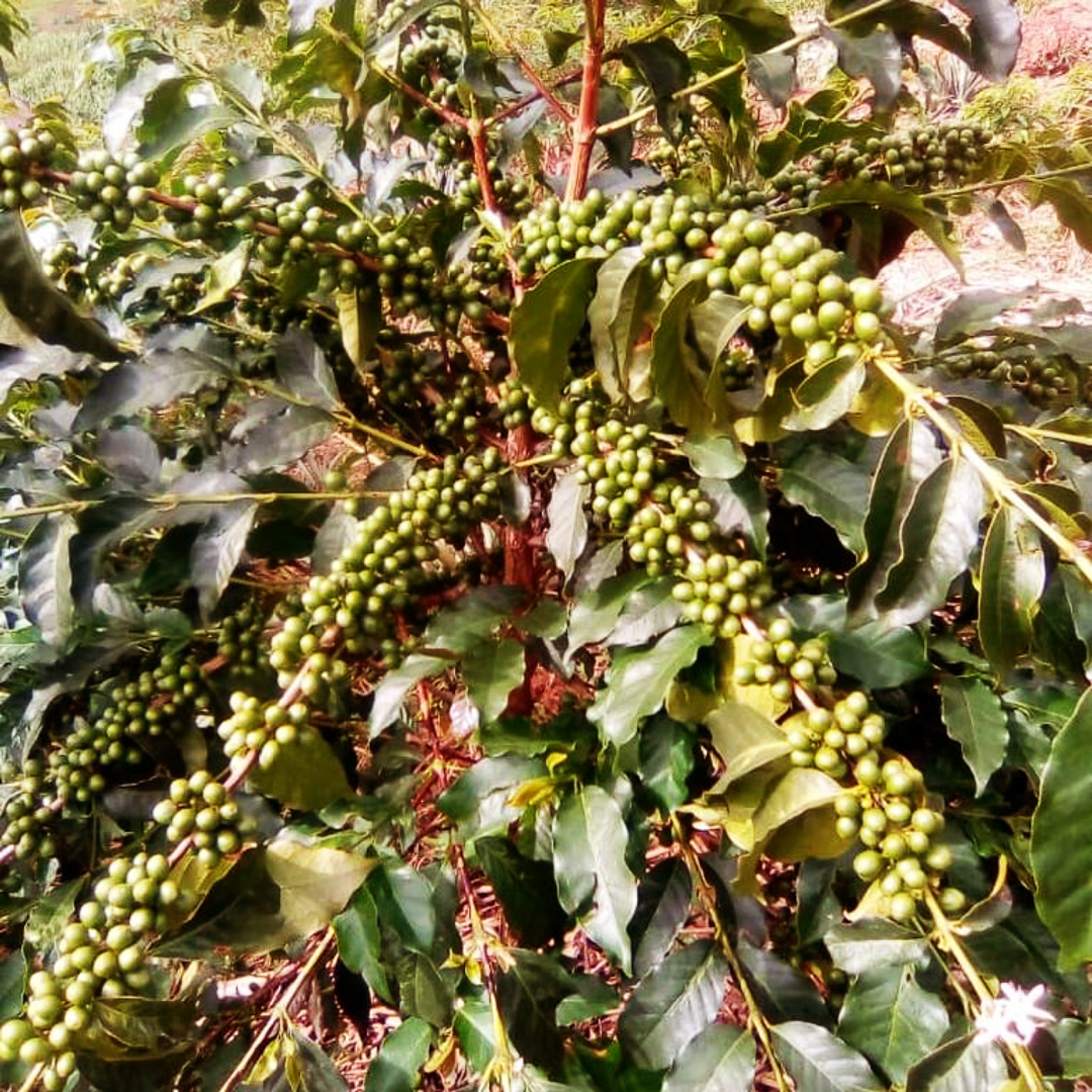 Rwanda - Gisanga Cafea de Specialitate