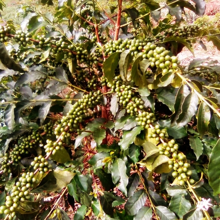 Rwanda - Gisanga Cafea de Specialitate