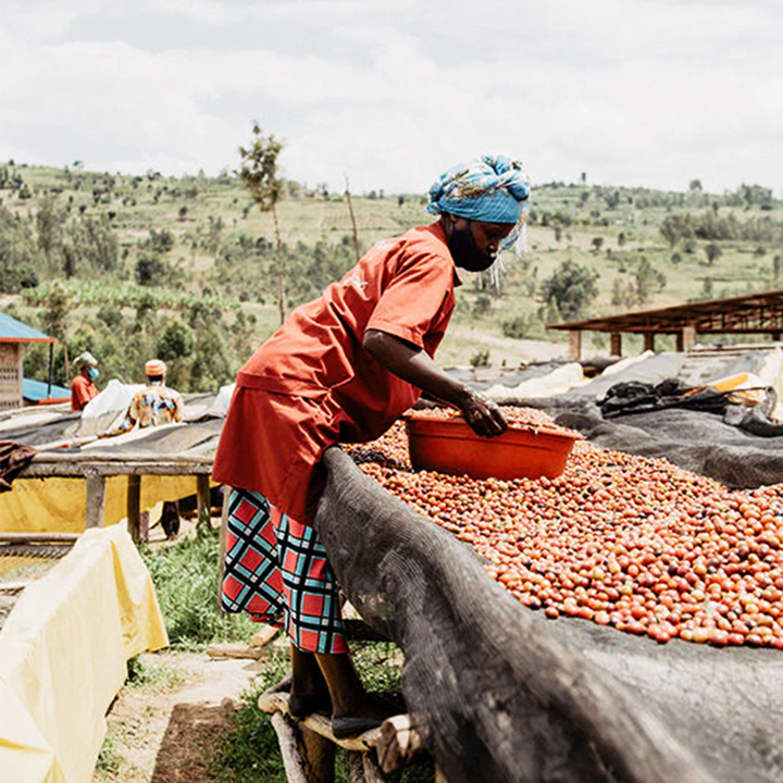 Rwanda Tropic Cafea de Specialitate