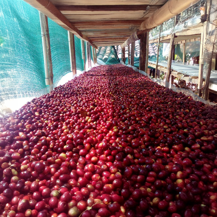 El Salvador Rene Martinez El Pinar 250gr.