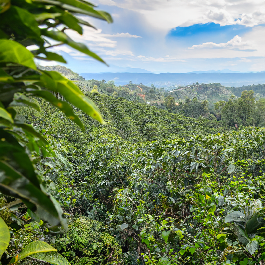 Honduras Aruco – 1Kg.