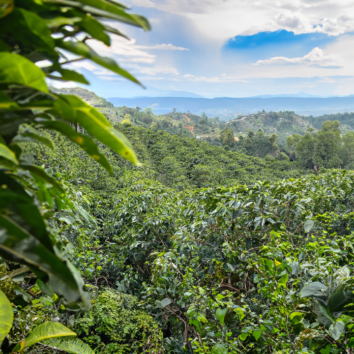 Honduras Aruco – 1 kg.