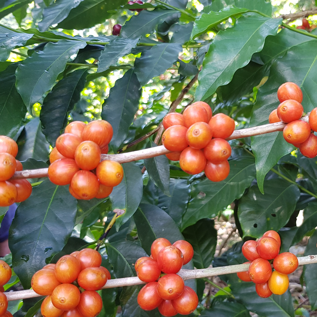 Honduras El Jardin Anaerobică 250gr.