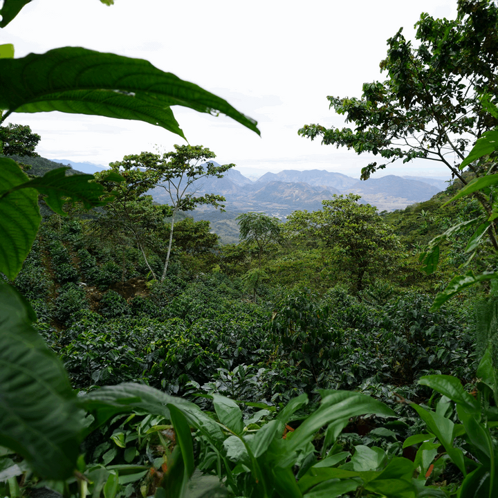 Guatemala Huehuetenango – 1Kg.