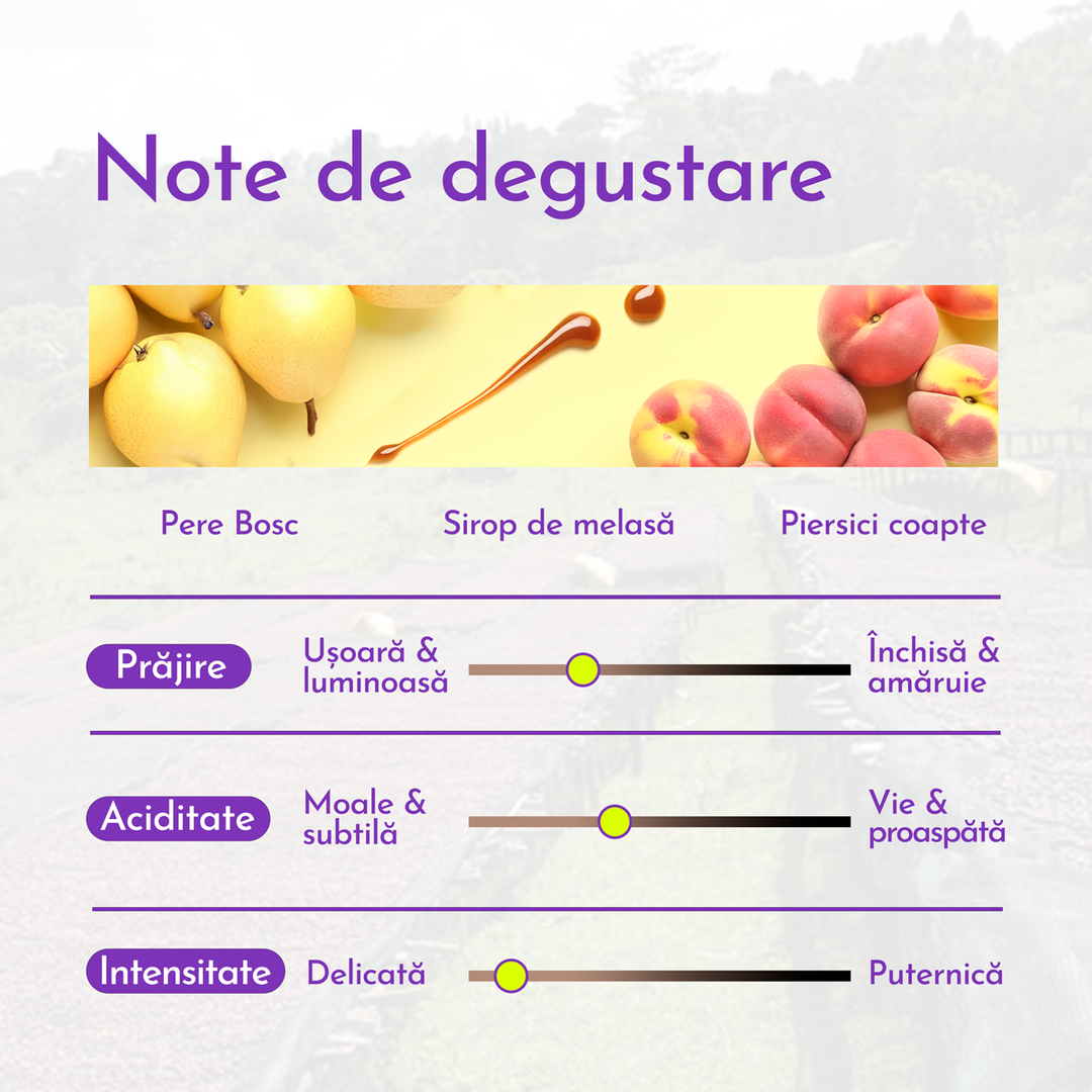 Etiopia Decofeinizată Cafea de specialitate