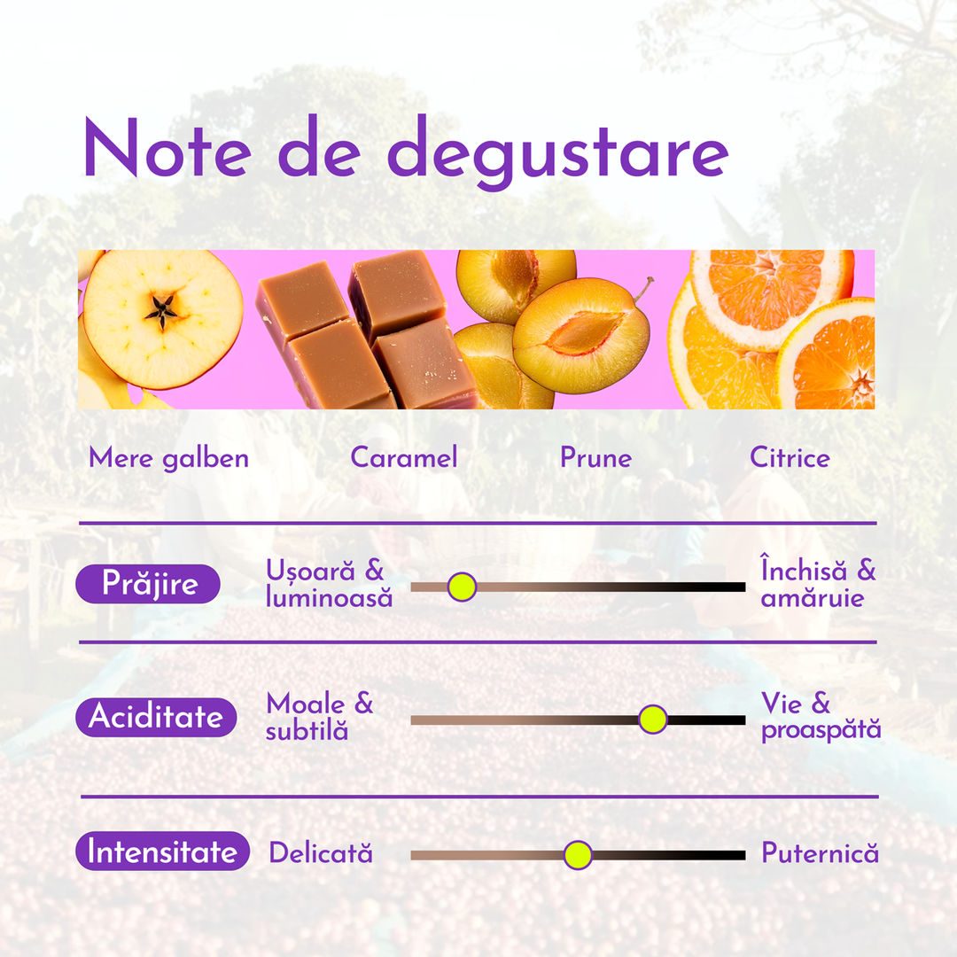 Ethiopia Guji - Hambela Cafea de Specialitate