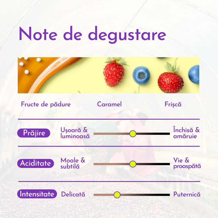 Ethiopia Sidamo Cafea de Specialitate