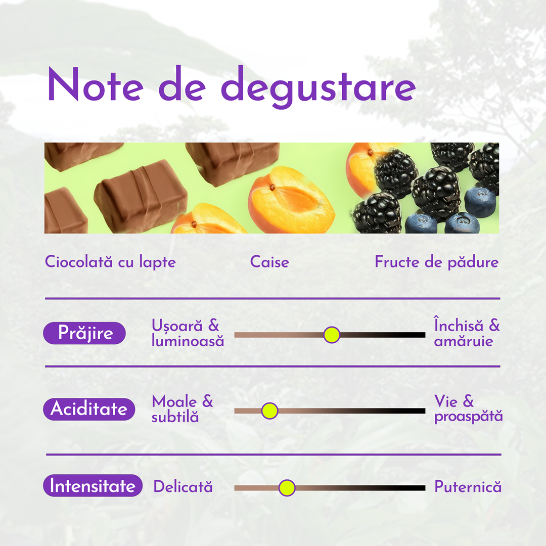 Guatemala Huehuetenango Cafea de Specialitate