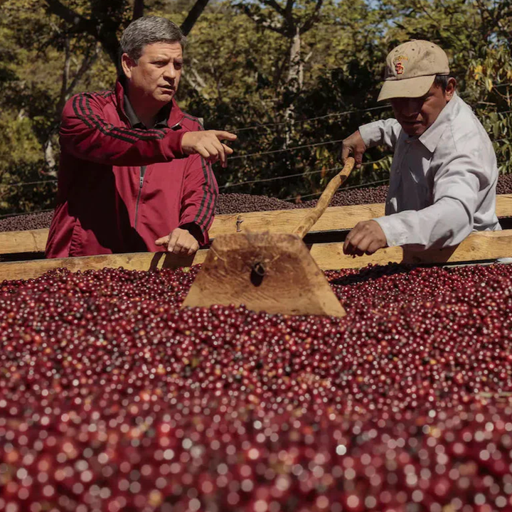 El Salvador Mauricio Salaverria Cafea de Specialitate