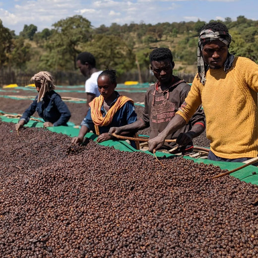 Ethiopia Sidamo – 250gr. - 112 Coffee Roastery